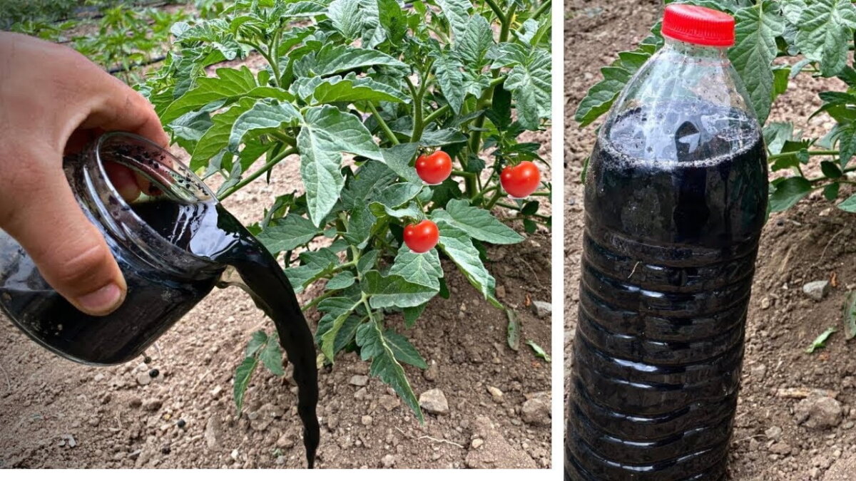 A aplicat oțet pe plantele din grădină și a așteptat