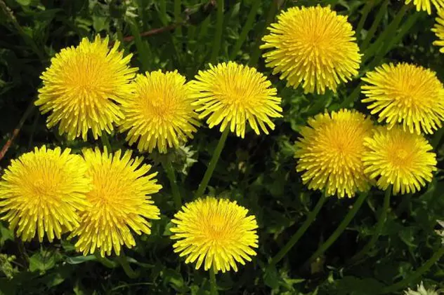 Cum se consumă păpădia și de ce este una dintre cele mai minunate plante din lume