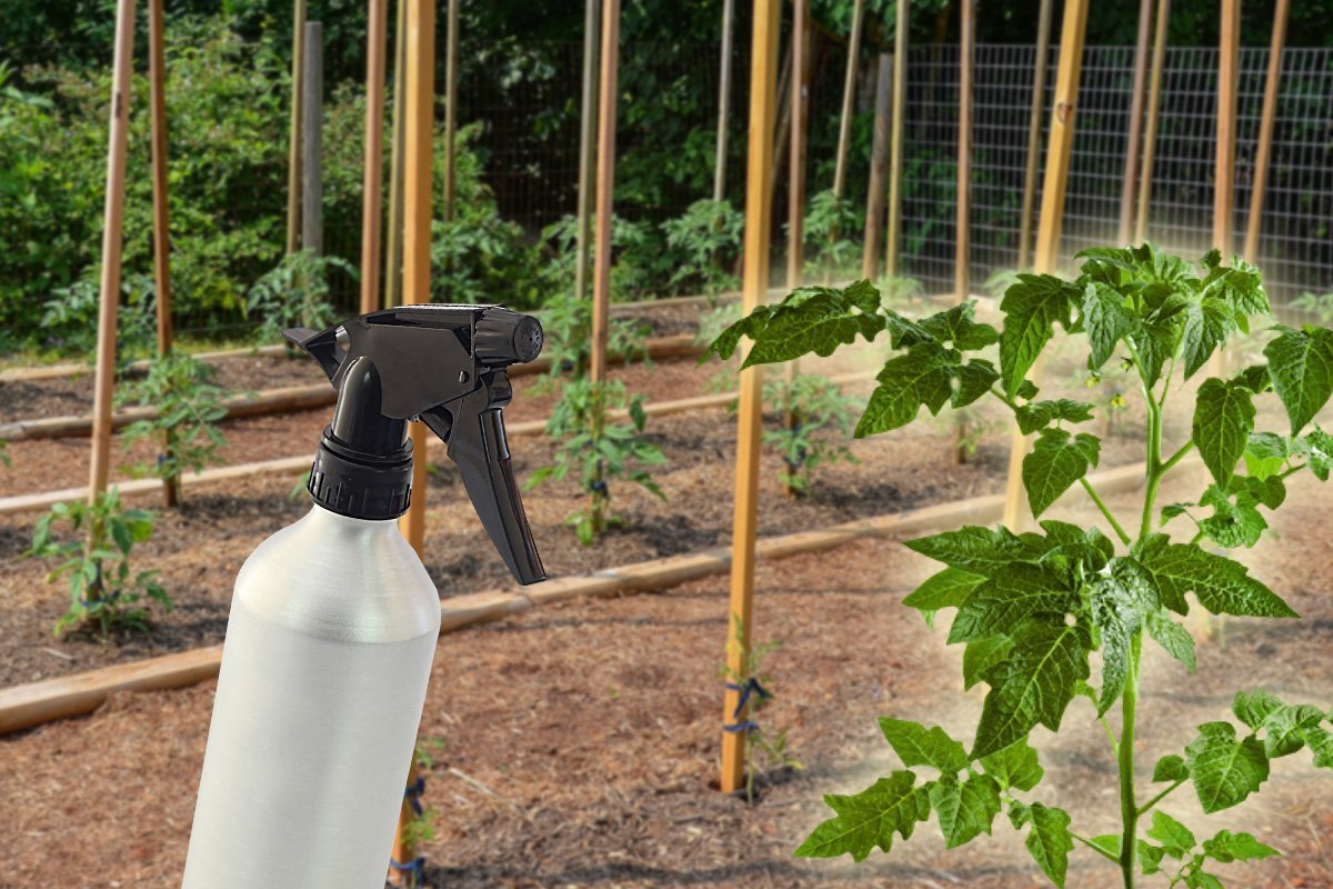 Secretul grădinarilor pentru a avea o recoltă dublă de roșii. Cu ce trebuie să le stropești