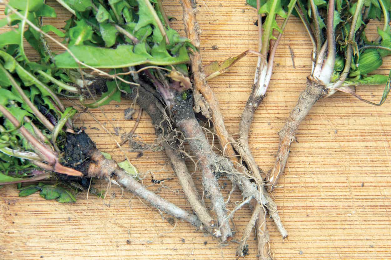 rădăcini de păpădie