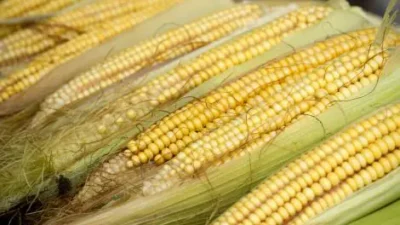 Porumbul fiert: 5 beneficii surprinzătoare pentru inimă, ochi și glicemie