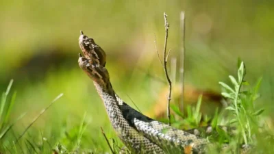 Alertă în România! Viperele periculoase care pot face victime în zonele montane și nu numai!