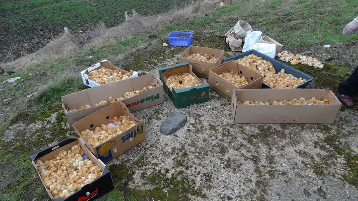 Aventura celor 1.000 de pui de o zi abandonați pe câmp