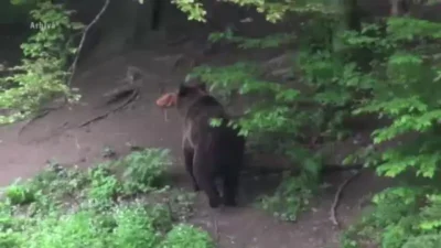 Fata atacata de urs