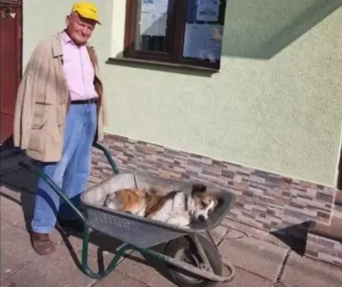 Și-a dus cățelul 8 km cu roaba până la veterinar