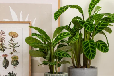 Planta tropicală care aduce energie pozitivă în casă și îmbunătățește calitatea aerului