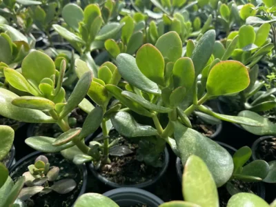 Copacul cu bani, planta medicinală din casa ta. Crassula, remediu natural pentru arsuri, entorse și infecții