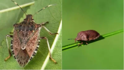 Gândacii puturoși, o amenințare în creștere pentru locuințe și agricultură în România. Babesioza, boală cu potențial mortal, se răspândește rapid în SUA