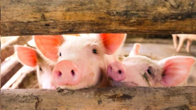 Cum să afli greutatea unui porc fără cântar – metoda simplă pe care o folosesc fermierii