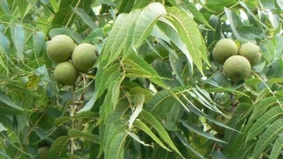 Nucile, mai sănătoase decât uleiul de măsline! Ce trebuie să știi despre beneficiile lor pentru inimă și dietă