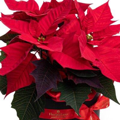 Descoperă secretele Crăciuniței, planta care aduce magia sărbătorilor în casa ta