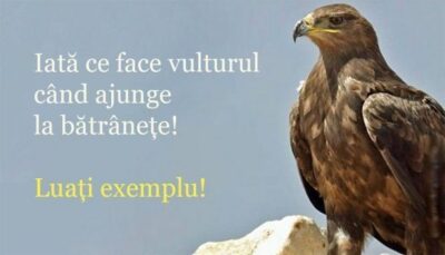 Vultur
