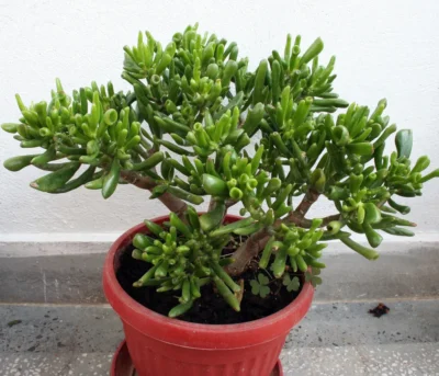 Crassula Ovata – Planta care îți poate aduce noroc și prosperitate în casă!