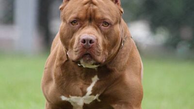 Durere fără margini!  Fetiţă de 9 luni SFÂȘIATĂ de câinele familiei!