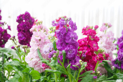 Matthiola, noua floare parfumata preferata pentru gradini și balcoane elegante