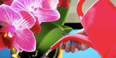 Descoperă secretele îngrijirii orhideelor: cum să le menții înfloritoare pe tot parcursul anului
