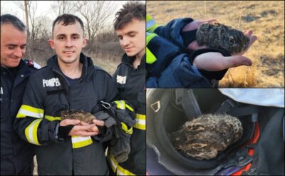 Povestea emoționantă a iepurașului salvat din flăcări de pompierii din Gorj, care a devenit virală pe internet