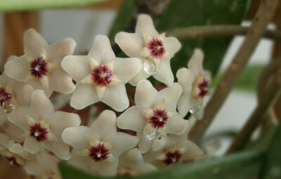 Lacrima Maicii Domnului: Planta care produce mir, o bijuterie de floare