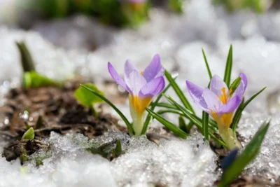 Ninsoare de Paște în București. Prognoza meteo pentru martie și aprilie 2025