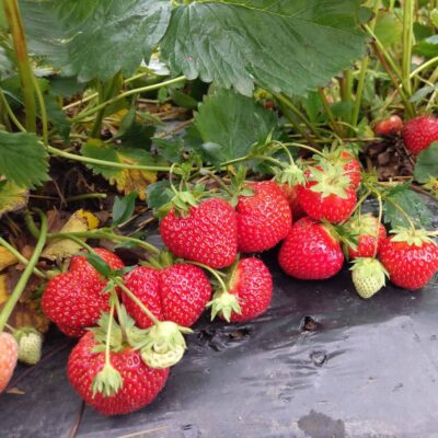 Atenție, grădinari! Cum să-ți stimulezi capsunii să dea fructe dulci și sănătoase cu o soluție simplă pe bază de iod!