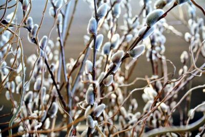 Săptămâna Mare: Semnificație și tradiții în perioada patimilor