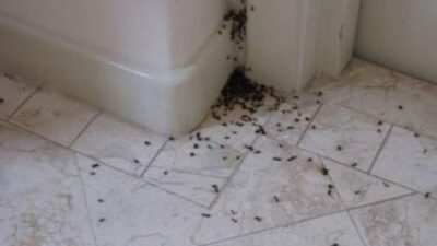 Cum poți ține furnicile departe de casă cu ajutorul unui simplu ceai de mentă!