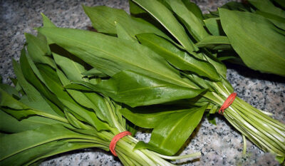 Leurda, planta mileniului trei! Remediul natural care curăță organismul și scade tensiunea arterială