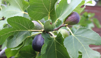 Nu vei crede ce pot face frunzele de smochin pentru sănătatea ta! Descoperă secretul naturii care îți schimbă viața!