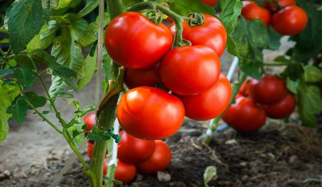 Super ingrasamantul pentru rosii. Doar cu ajutorul lui vor rodi de 10 ori mai mult 1024x597 1