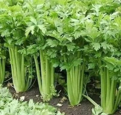 Șocant! Tija de țelină cu frunze, secretul sănătății pe care toți îl ignoră! Beneficii incredibile pentru organism!