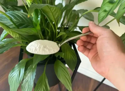 Cele mai eficiente ingrediente naturale pe care le poți folosi pentru îngrijirea plantelor de apartament de acasă