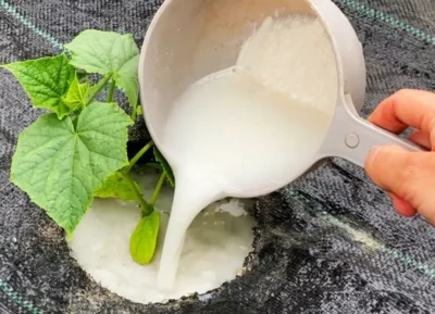 Cum să obții o recoltă uimitoare de castraveți doar cu trei ingrediente simple: ghidul grădinarului eficient