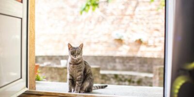 Ce înseamnă când o pisică intră neinvitată în casa ta?