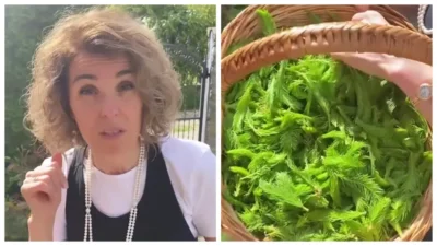 Cristela Georgescu promovează mugurii de brad ca remedii naturiste: sirop și ceai pentru sănătate fără chimicale