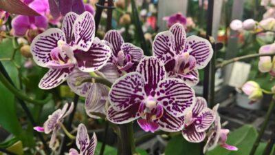 Horoscopul florilor pentru 2025: descoperiți floarea care vă reprezintă în funcție de zodia dumneavoastră