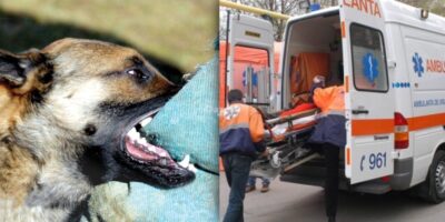 Șoc în Cluj! Tată și fiică atacați de o haită de câini agresivi în mijlocul zilei! Ce măsuri ia primăria după incident?