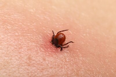 Alertă în curte! Trucul simplu care te scapă de căpușe în sezonul lor activ!