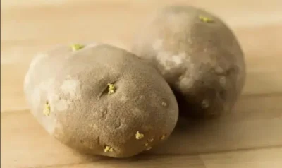 Atenție! Ce riscuri ascund cartofii încolțiți și cum să îi consumi în siguranță!