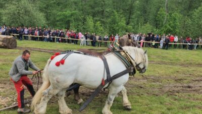 Drama lui Falko! Calul campion vândut, răsfățat și răpit înapoi de proprietar după doar trei zile!