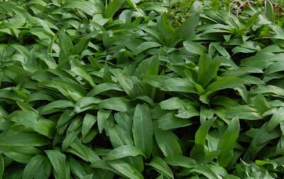 Leurda, planta mileniului trei! Beneficiile uimitoare care îți pot salva sănătatea primăvara