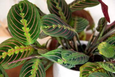 Maranta, planta care se roagă, aduce noroc și binecuvântare în casă! Cum să o îngrijești corect ca să înflorească mereu