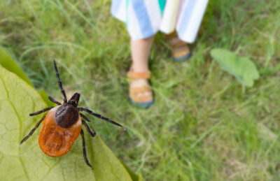 Plantele care tin capusele la distanta. E bine sa le ai in curte sau gradina