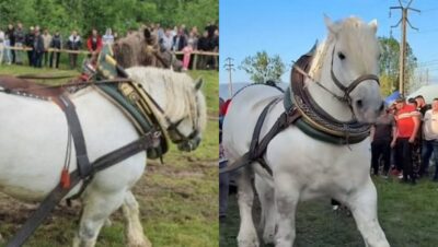 Moartea calului campion Falko, suspect de dopaj! Poliția a deschis dosar penal după tragedie!