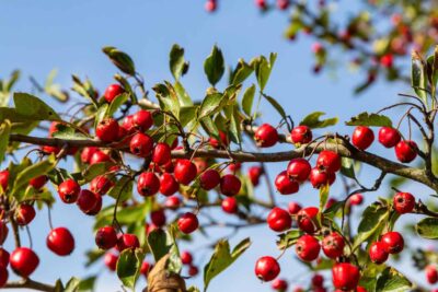 Beneficiile uimitoare ale păducelului! Planta care îți prelungește viața și tratează bolile de inimă