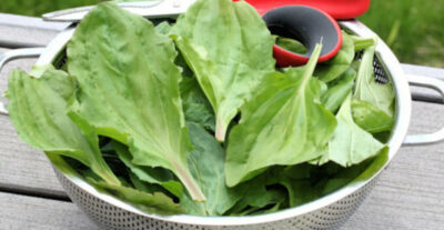 Patlagina, iarba sfântului Anton, medicamentul natural care vindecă tot! Cum să o folosești corect acasă