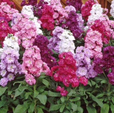 Matthiola, înlocuitorul muscatelor! Planta parfumată care face furori în grădini și pe balcoane!