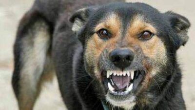 Copil de 3 ani atacat de câini maidanezi în curtea din Munteni, Galați