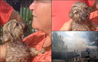 Clipe de groază în Iași! Incendiu violent a cuprins mai multe anexe, pompierii au salvat un câine din flăcări!