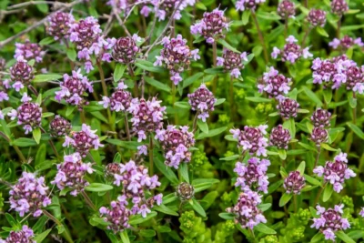 Aspirina naturală care face minuni! Ce beneficii ascunde cimbrișorul de câmp pentru sănătate