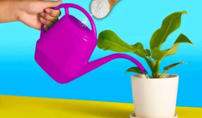 De ce ar trebui sa adaugati bicarbonat de sodiu in apa pentru plante 1024x597 1